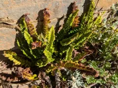 Kruckeberg's sword fern thumbnail 2