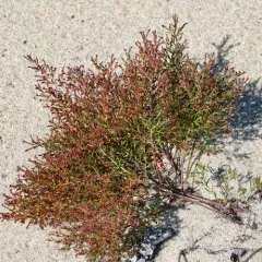 Beach Pinweed thumbnail 4