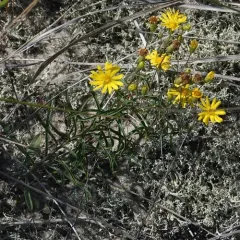 Sickleleaf Silk-grass thumbnail 4