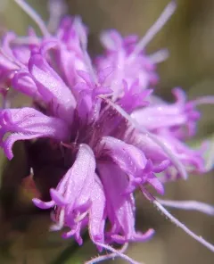 scaly blazing star thumbnail 3