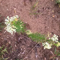 whorled milkweed thumbnail 3