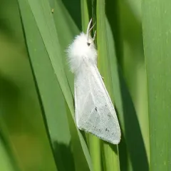 Agreeable Tiger Moth thumbnail 3