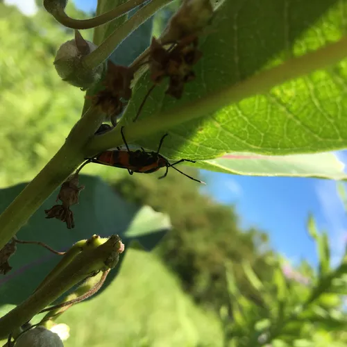 Large Milkweed Bug