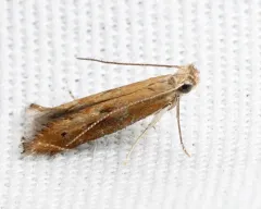 Isophrictis anteliella thumbnail 4