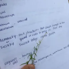 Marsh Bellflower thumbnail 2
