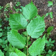 American hazelnut thumbnail 2