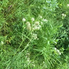 rattlesnake master thumbnail 4