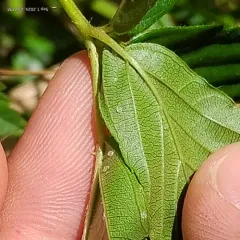 Big Horseshoe Lake bristleberry thumbnail 1