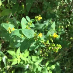 spotted St. John's wort thumbnail 3