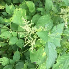 wood nettle thumbnail 3