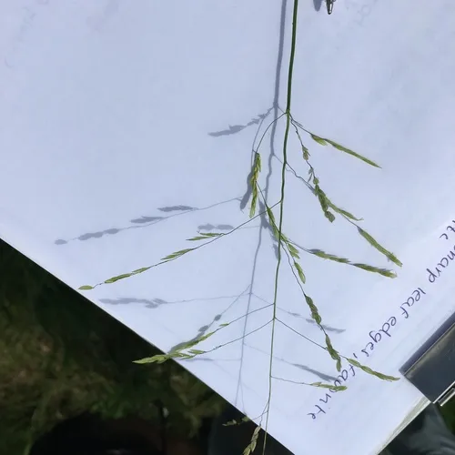 rice cutgrass