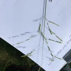 rice cutgrass thumbnail 1