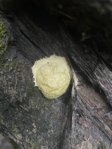 Fuligo luteonitens