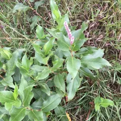 water smartweed thumbnail 3
