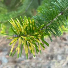 Douglas-Fir Needle Midge thumbnail 4