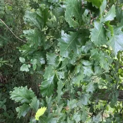 swamp white oak thumbnail 4