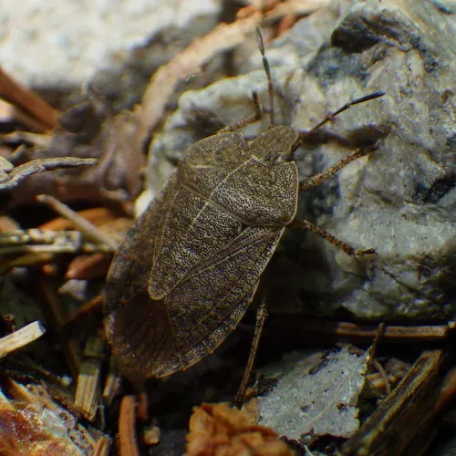 Elf Shoe Stink Bug