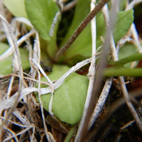 silvery primrose
