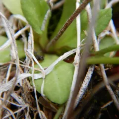 silvery primrose thumbnail 1