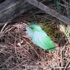 Arrowleaf Violet thumbnail 1
