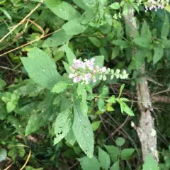 American germander thumbnail 3