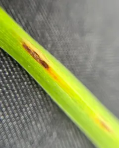 Daylily Leafminer thumbnail 4