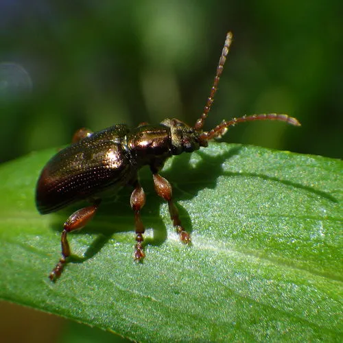 Red Aquatic Leaf Beetle