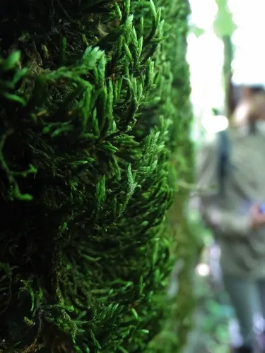 fan moss