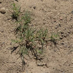 Prickly Russian Thistle thumbnail 2
