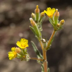 Whitestem Blazingstar thumbnail 4