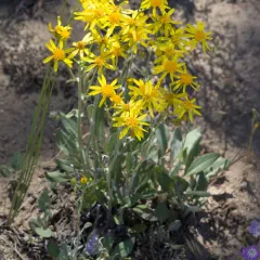 Tall western groundsel thumbnail 2
