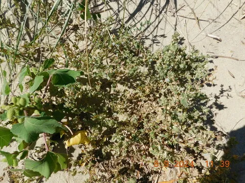 Crested saltbush