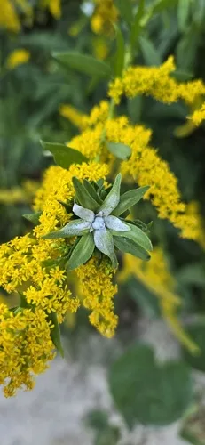 Galeopsomyia haemon