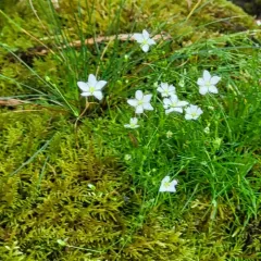 Knotted Pearlwort thumbnail 4