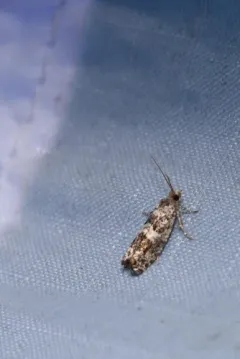 Purple-striped Shootworm Moth thumbnail 3