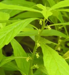 eastern green violet thumbnail 1