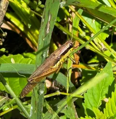Olive-green Swamp Grasshopper thumbnail 4