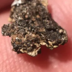 Northern Camouflage Lichen thumbnail 2
