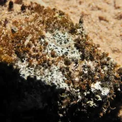 Cowpie Lichen thumbnail 4