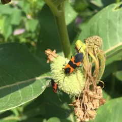 Large Milkweed Bug thumbnail 4
