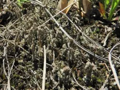 Branching Pixie Pebblehorn Lichen thumbnail 3