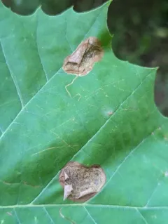 Sycamore Leaf Blotch Miner thumbnail 1