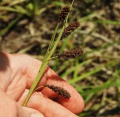 blue sedge thumbnail 2