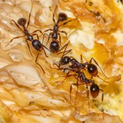 Winnow Ant thumbnail 2