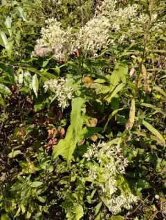 upland boneset thumbnail 3