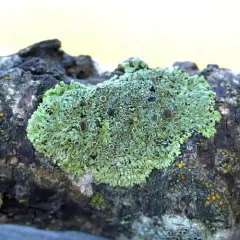 Ciliate Wreath Lichen thumbnail 4