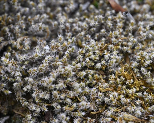 Hoary Fringe-moss