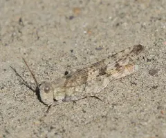 Alkali Grasshopper thumbnail 4
