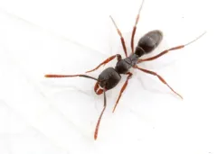 Asian Needle Ant thumbnail 4