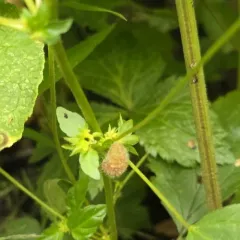 Copperleaf stem gall midge thumbnail 4
